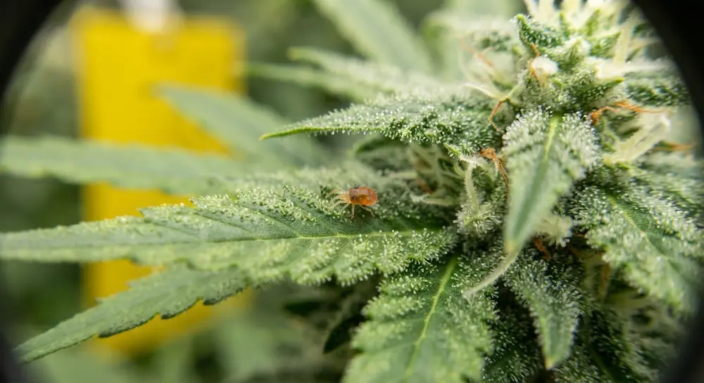 cannabis LTS guide