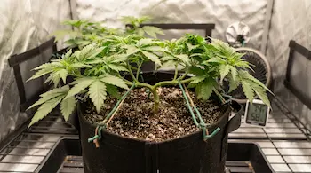 cannabis LTS guide
