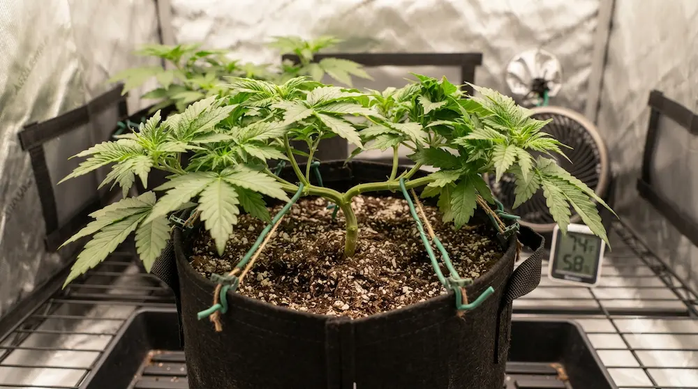 Cannabis Low Stress training ilustration