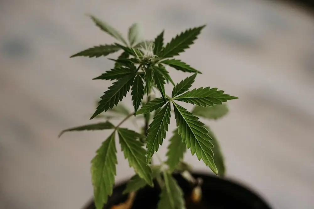 Cannabis growing outdoors
