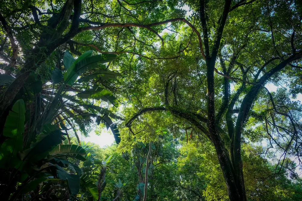 natural forest canopy