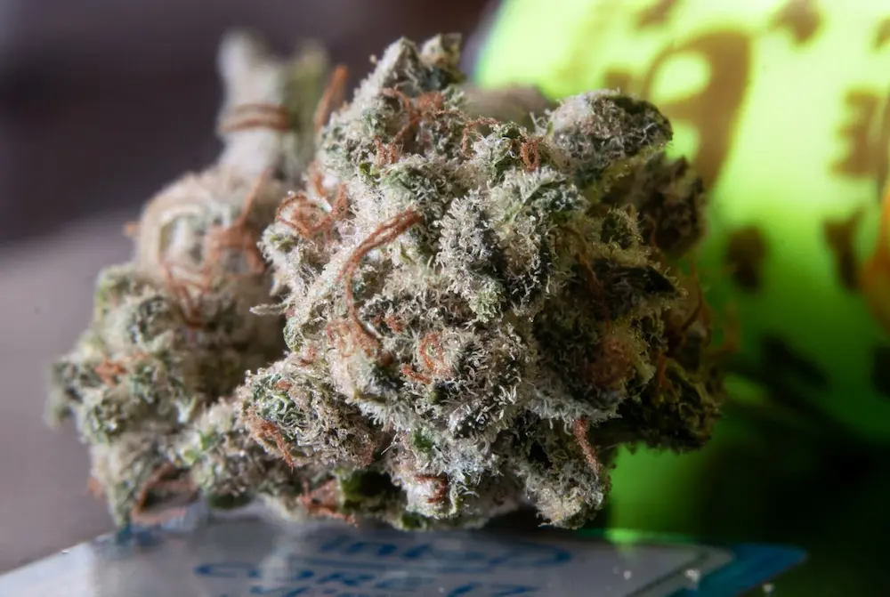 final growing stage - curing