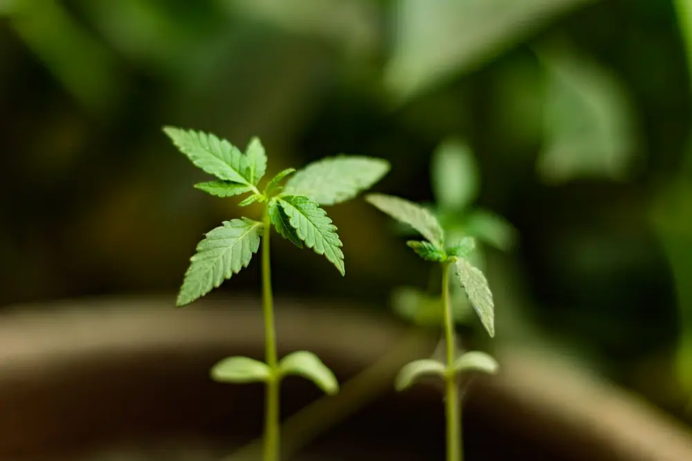 Cannabis seedling