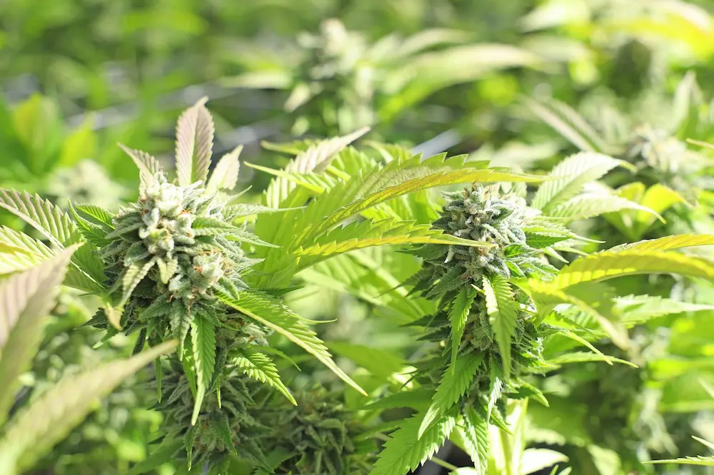 Cannabis growing outdoors
