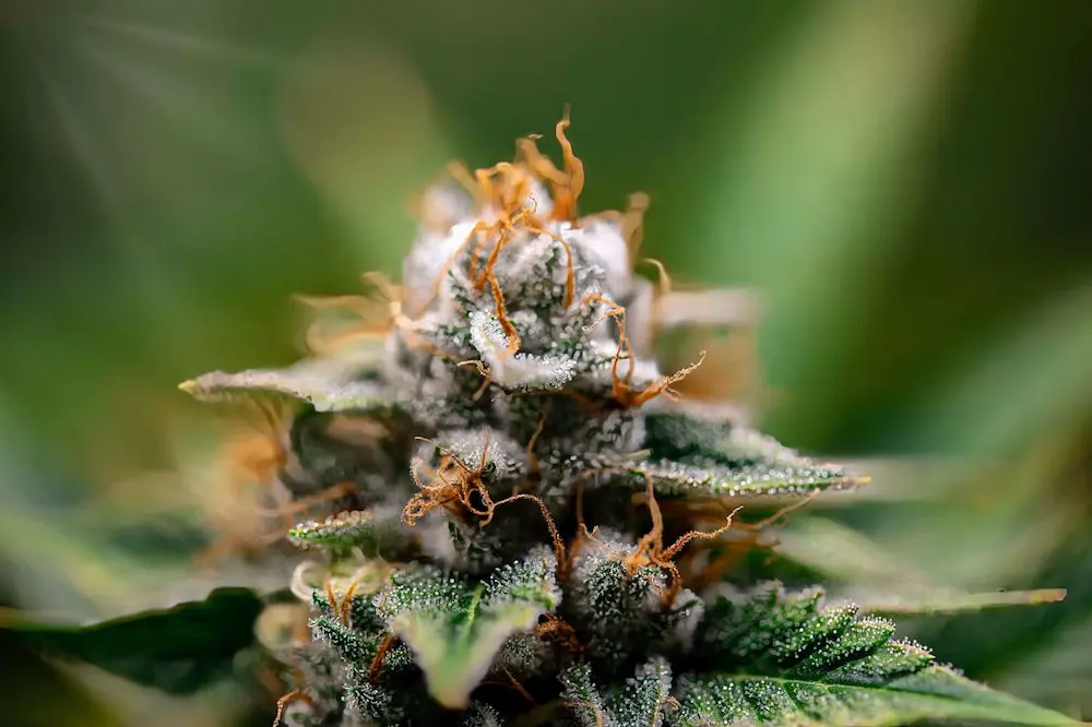 Cannabis flower from up close