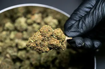 How to cure cannabis guide