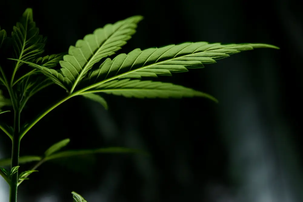 Cannabis seedling growing from a peat pellet