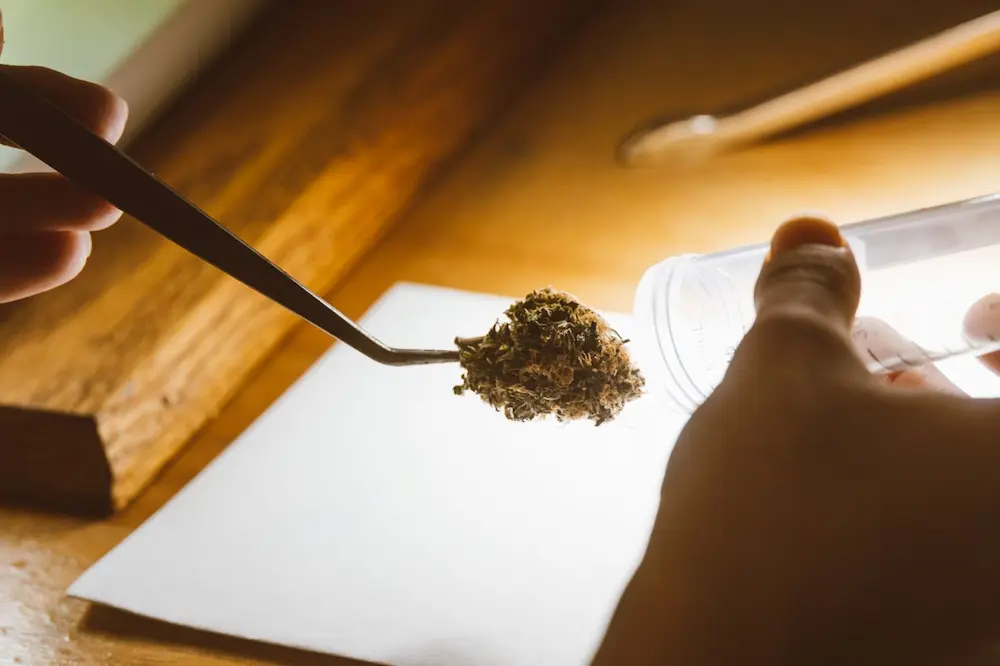 Cannabis bud held with tweezers