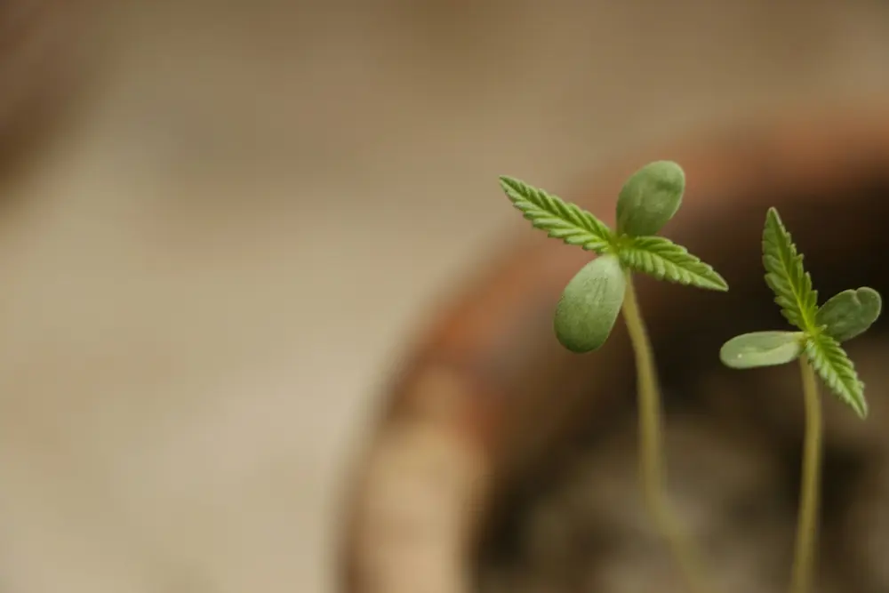Young cannabis plant