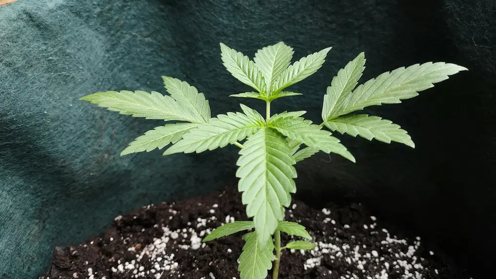 small cannabis plant in a pot