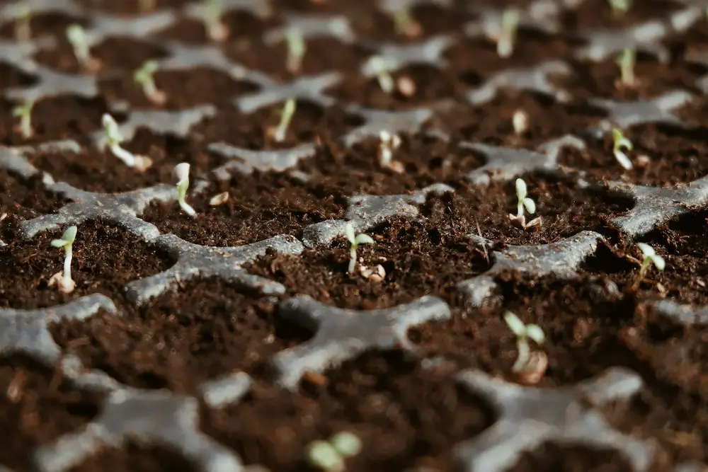 Cannabis seedling growing from a peat pellet