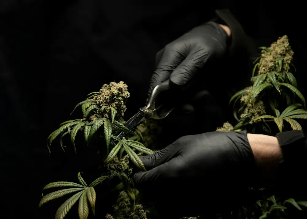 Cannabis growing indoors harvesting