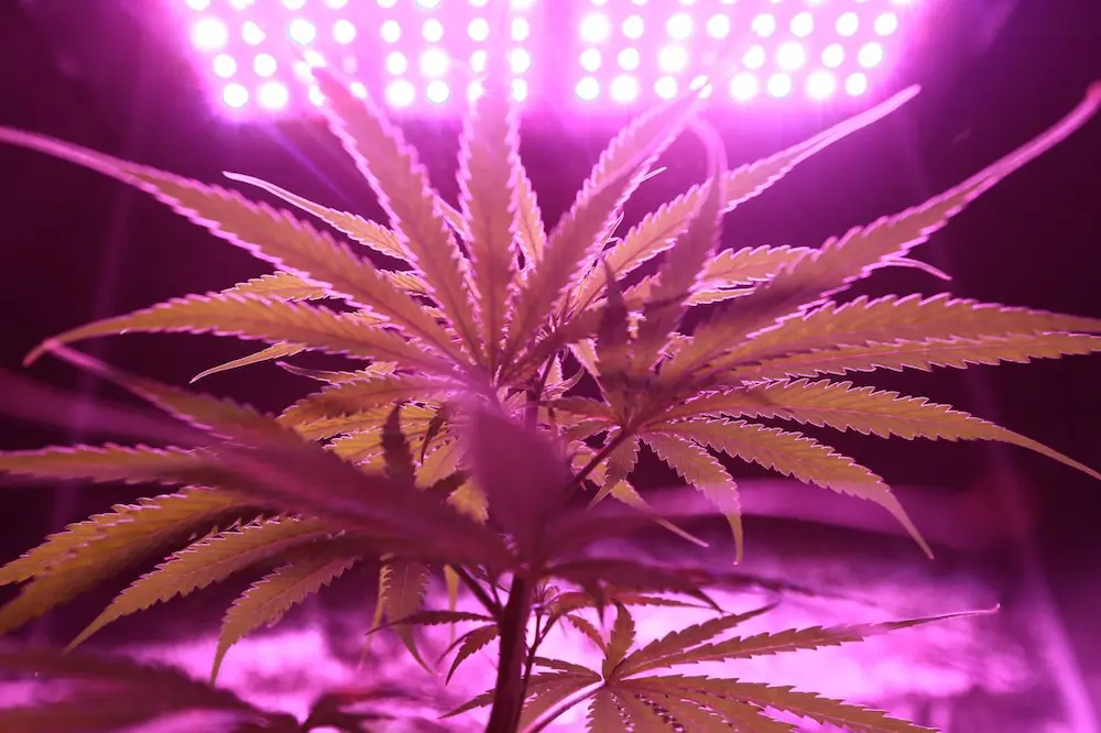 Cannabis growing lights