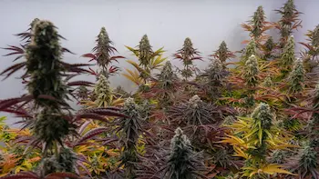 How to cure cannabis guide