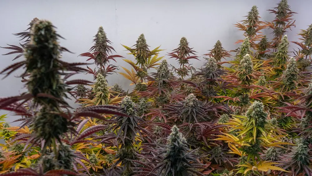 growing indoors hero image