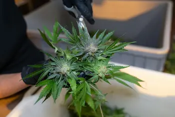 How to cure cannabis guide