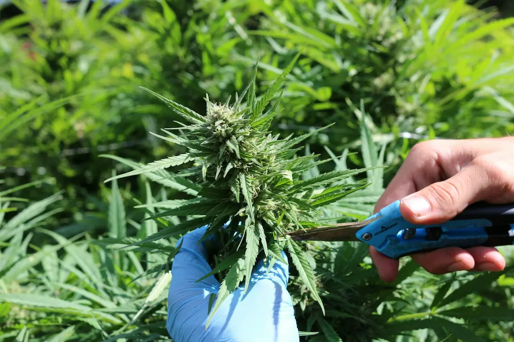 How to trim cannabis - wet trimming