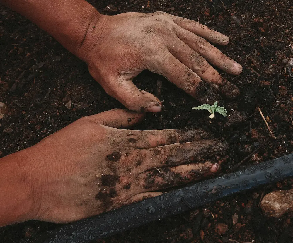 Cannabis seedling growing from a peat pellet