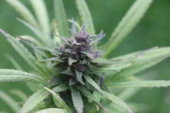 How to cure cannabis guide