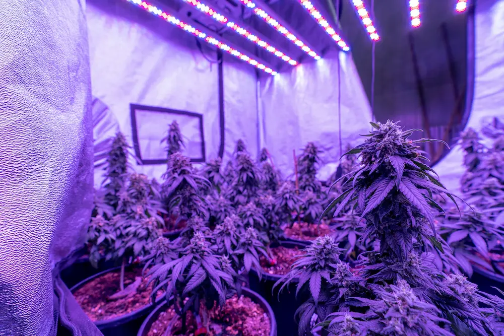How to cure cannabis guide