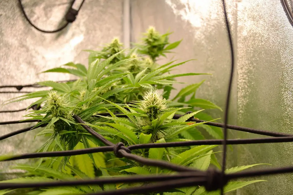 inside of cannabis grow tent