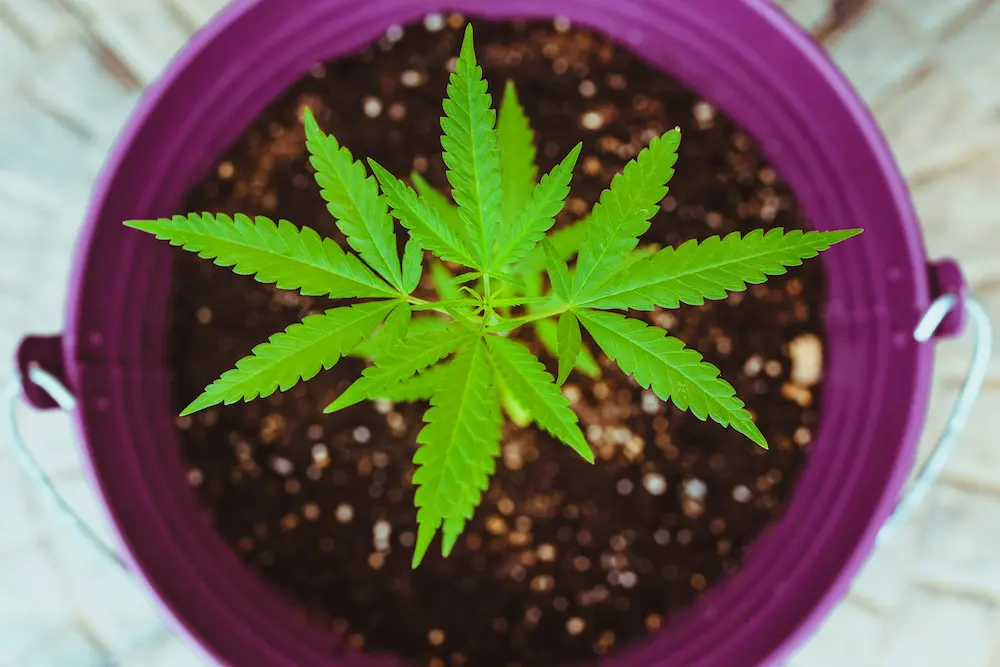 Cannabis seedling growing from a peat pellet